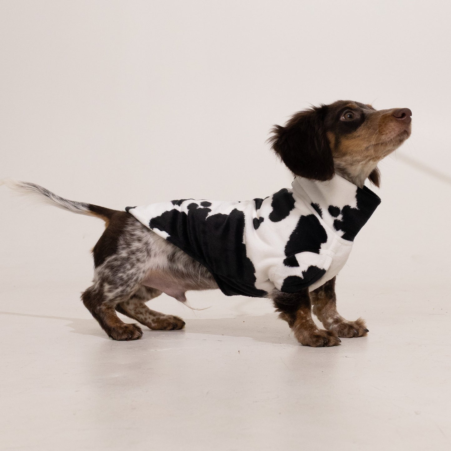 Bark Bark Moo Cow Print