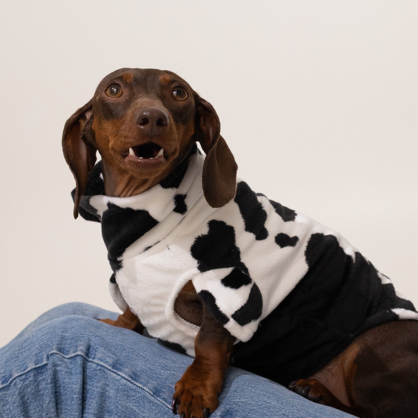 Bark Bark Moo Cow Print