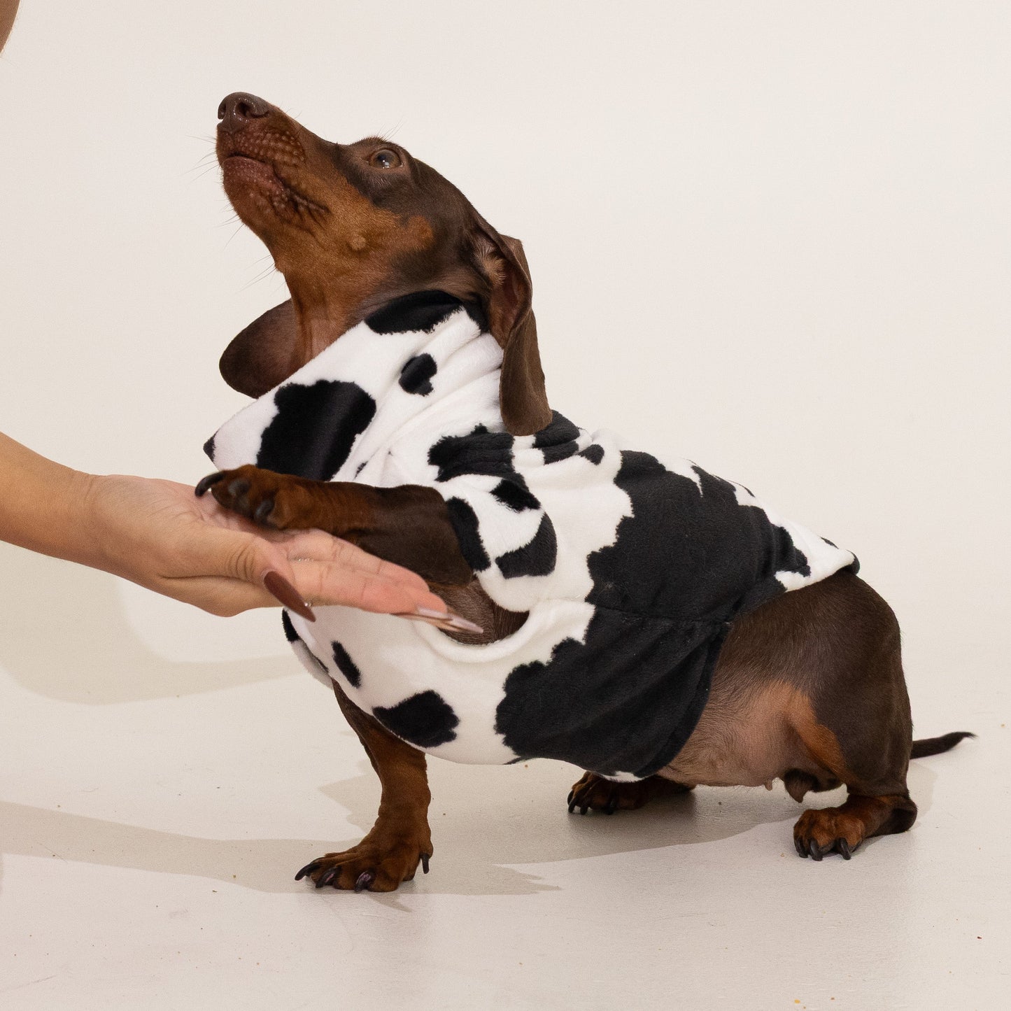 Bark Bark Moo Cow Print